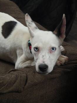 Ruthie -  Terrier Dog for Adoption in New London, Wisconsin - Ruthie | PetCurious