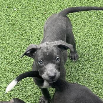 Eleven 3328 -  Mixed Breed Dog for Adoption in Loxahatchee Groves, Florida - Eleven 3328 | PetCurious