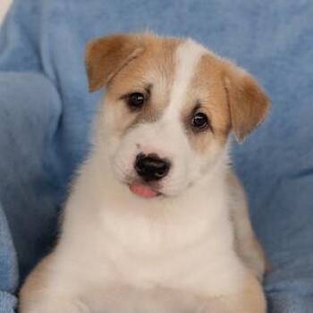 Peony -  Anatolian Shepherd Dog for Adoption in Pflugerville, Texas - Peony | PetCurious