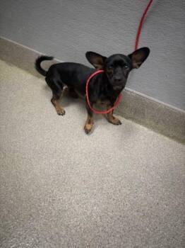 Rescue Chihuahua Dogs for Adoption in Las Vegas, Nevada - SULLY | PetCurious