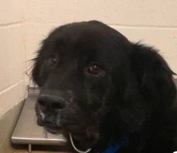 Flat Coated Retriever and English Shepherd Dogs Available for Adoption - 911 Emergency - SIRIUS Needs A Foster Or Adopter To Save His Lif | PetCurious