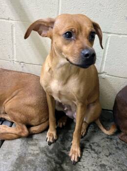 Dolly -  Chiweenie and Pug Dog for Adoption in Scottsburg, Indiana - Dolly | PetCurious