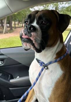 Rocky XV -  Boxer Dog for Adoption in Hewitt, Texas - Rocky XV | PetCurious