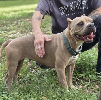 Rescue Staffordshire Bull Terrier Dogs for Adoption in Longview, Texas - Buttercup | PetCurious