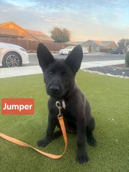 Jumper -  Chow Chow Dog for Adoption in Visalia, California - Jumper | PetCurious