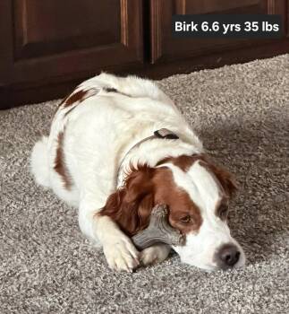 OK/Birk -  Brittany Spaniel Dog for Adoption in Baldwinsville, New York - OK/Birk | PetCurious