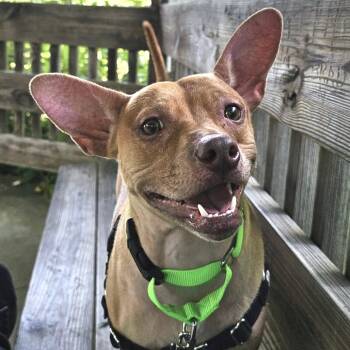 Rescue Mixed Breed Dogs for Adoption - Pinky (Louie) | PetCurious