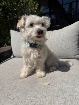 Havanese Dogs Available for Adoption - Hamilton | PetCurious