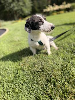 Roki -  Dachshund and Jack Russell Terrier Dog for Adoption in Thornwood, New York - Roki | PetCurious
