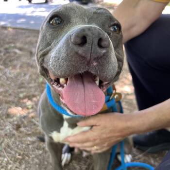 Purrple 5195 -  Mixed Breed Dog for Adoption in Columbus, Georgia - Purrple 5195 | PetCurious