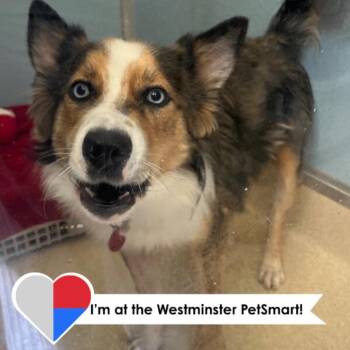 Rowe -  Husky and Mixed Breed Dog for Adoption in Fort Collins, Colorado - Rowe | PetCurious