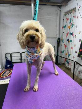 Cashew -  Poodle and Labradoodle Dog Available for Adoption in Middletown, Connecticut - Cashew | PetCurious