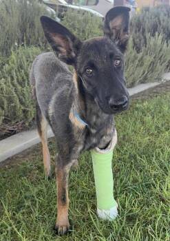 ARABELLA -  Belgian Shepherd Malinois Dog for Adoption in Riverside, California - ARABELLA | PetCurious