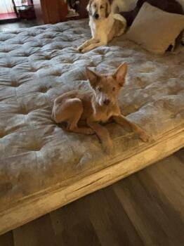 Australian Shepherd and Mixed Breed Dogs Available for Adoption in Oklahoma City, Oklahoma - FRED | PetCurious