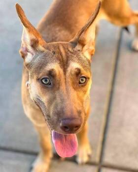 SCHATZIE -  German Shepherd Dog and Pit Bull Terrier Dog for Adoption in Sacramento, California - SCHATZIE | PetCurious