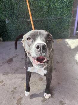 ROXY -  Pit Bull Terrier and Mixed Breed Dog for Adoption in El Paso, Texas - ROXY | PetCurious