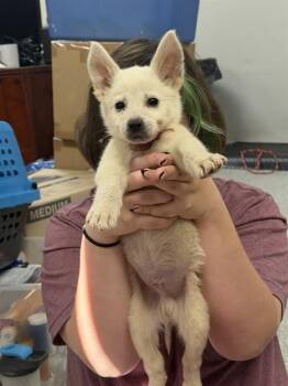 ELMO -  Siberian Husky and Mixed Breed Dog for Adoption in Pasadena, Texas - ELMO | PetCurious