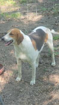Copper -  Beagle and Mixed Breed Dog for Adoption in Zimmerman, Minnesota - Copper | PetCurious