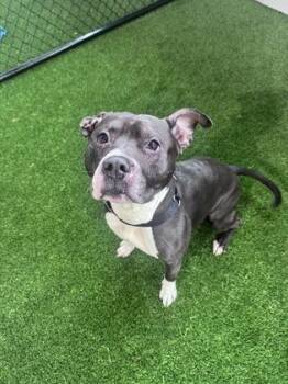 Pablo -  Mixed Breed Dog for Adoption in West Chester, Pennsylvania - Pablo | PetCurious