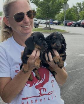 Declan and Toby -  Dachshund Dog for Adoption in Chester Springs, Pennsylvania - Declan And Toby | PetCurious