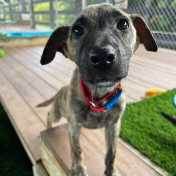 Mixed Breed Dogs Available for Adoption - Shira | PetCurious