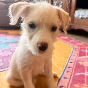 Gadget -  Mixed Breed Dog for Adoption in Daphne, Alabama - Gadget | PetCurious