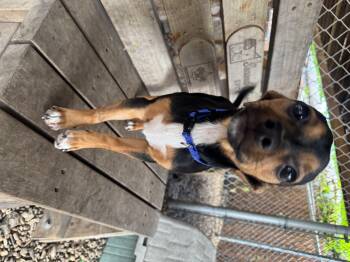 Chihuahua Dogs Available for Adoption in Plano, Texas - Nacho | PetCurious