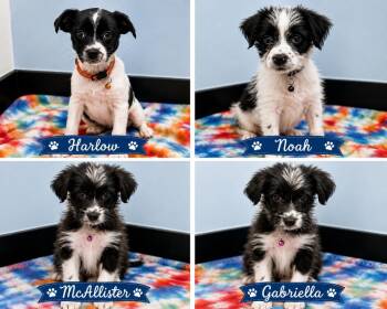 McAllister -  Border Collie Dog for Adoption in Casselberry, Florida - McAllister | PetCurious