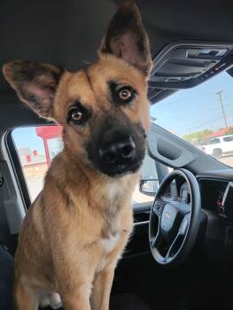 Wolfie -  Mixed Breed Dog for Adoption in Paramus, New Jersey - Wolfie | PetCurious