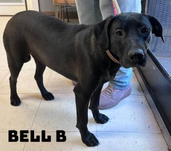 Black Labrador Retriever and American Bully Dogs Available for Adoption in Dyersburg, Tennessee - Bell B  | PetCurious