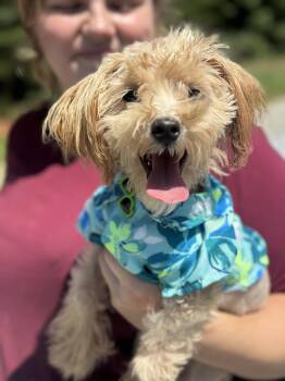 Plankton -  Maltipoo Dog for Adoption in Meherrin, Virginia - Plankton | PetCurious