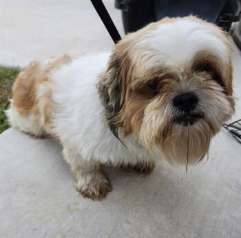 MONTY -  Lhasa Apso Dog for Adoption in San Antonio, Texas - MONTY | PetCurious