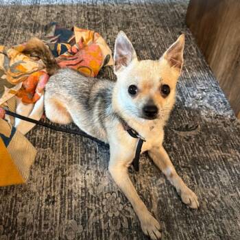 Chihuahua and Mixed Breed Dogs Available for Adoption in New York, New York - Shiloh | PetCurious
