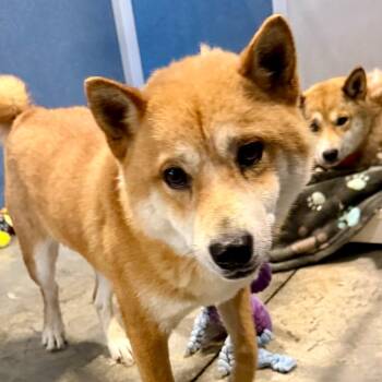 Pistol - Missouri MY26-128 -  Shiba Inu Dog for Adoption in Peyton, Colorado - Pistol - Missouri MY26-128 | PetCurious
