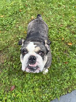 MEET RAISIN and LULU-DOUBLE THE BULLDOGS and LOVE -  English Bulldog Dog for Adoption in Bedford Hills, New York - MEET RAISIN And LULU-DOUBLE THE BULLDOGS And LOVE | PetCurious