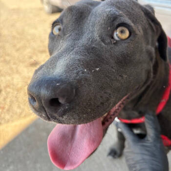 Rescue Pit Bull Terrier Dogs for Adoption in Corsicana, Texas - Honey D45714 | PetCurious