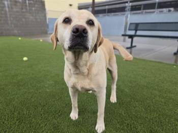 Labrador Retriever Dogs Available for Adoption in Auburn, California - MOIRA ROSE | PetCurious