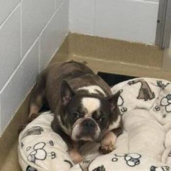 Yogi Bear -  French Bulldog and Mixed Breed Dog for Adoption in West Palm Beach, Florida - Yogi Bear | PetCurious
