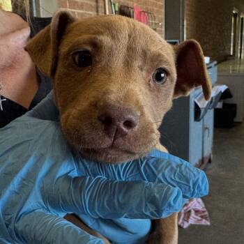 Pit Bull Terrier Dogs Available for Adoption in Birmingham, Alabama - Aspen | PetCurious