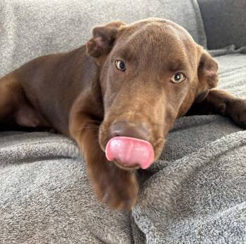 Dakota -  Chocolate Labrador Retriever and Shepherd Dog for Adoption in Newport, New Hampshire - Dakota | PetCurious