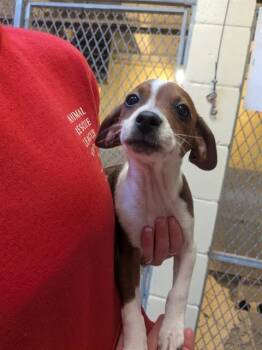 Feist and Mixed Breed Dogs Available for Adoption - HANK | PetCurious