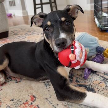 Dakota -  Mountain Cur and Labrador Retriever Dog for Adoption in La Grange, Kentucky - Dakota | PetCurious