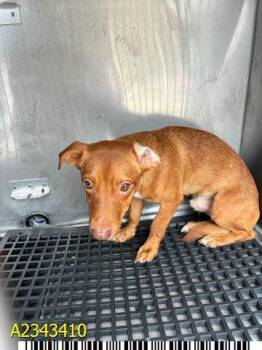 MILO -  Mixed Breed Dog for Adoption in West Palm Beach, Florida - MILO | PetCurious