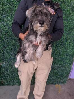 61536426 -  Schnauzer and Mixed Breed Dog for Adoption in El Paso, Texas - 61536426 | PetCurious
