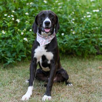 Rescue Hound and Labrador Retriever Dogs for Adoption in Bonifay, Florida - James | PetCurious