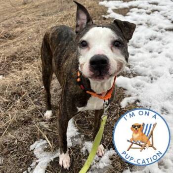 Mixed Breed Dogs Available for Adoption - Leeoo | PetCurious