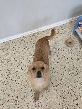 Darla -  Chihuahua Dog for Adoption in Radcliff, Kentucky - Darla | PetCurious