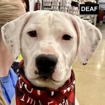Mixed Breed Dogs Available for Adoption in Elk Grove Village, Illinois - Kathleen (deaf) | PetCurious