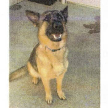 Rescue German Shepherd Dog Dogs for Adoption in New Ringgold, Pennsylvania - Emery | PetCurious