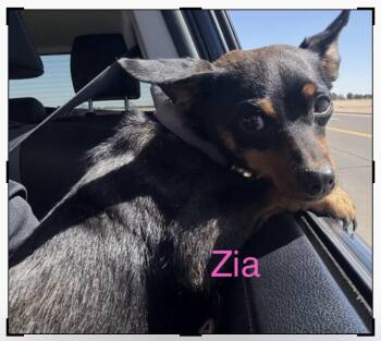 Chihuahua and Dachshund Dogs Available for Adoption - Zia | PetCurious